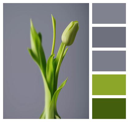 Plant Ai Generated Tulip Image
